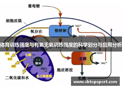 体育训练强度与有氧无氧训练强度的科学划分与应用分析